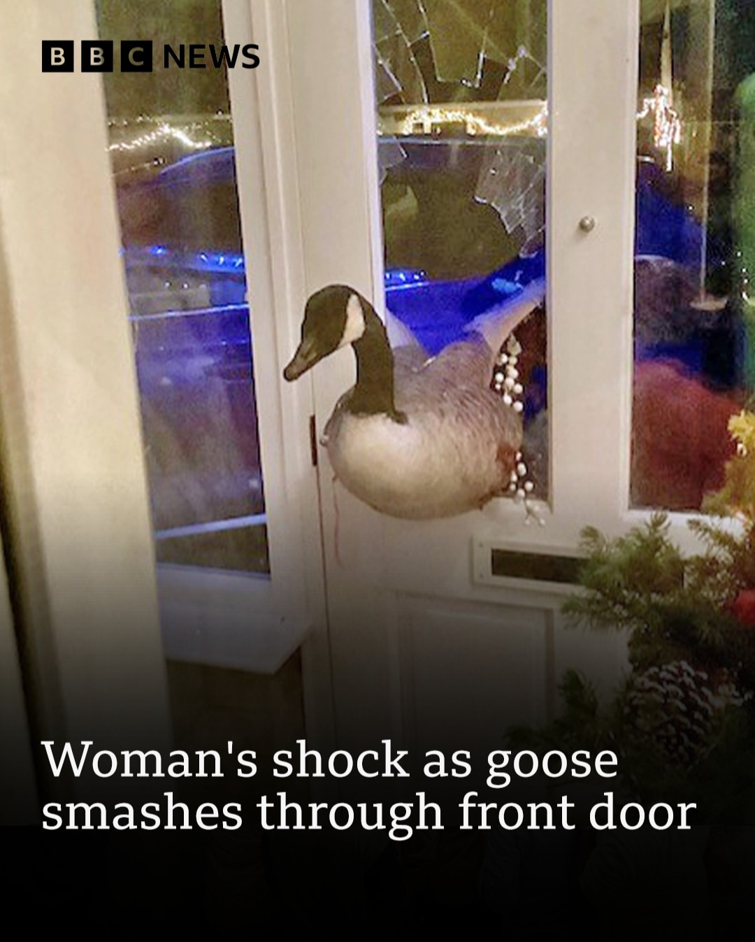 Goose smashing through front door